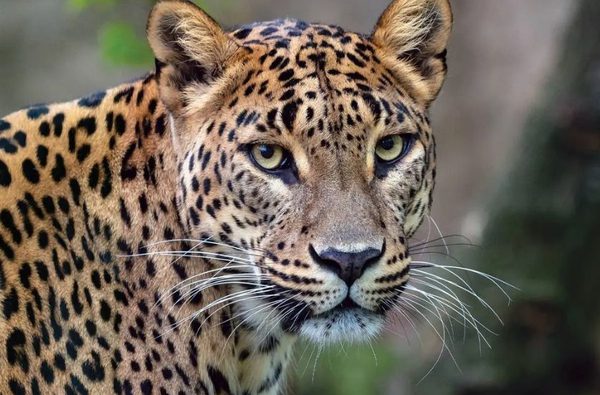 001 banham zoo banham norfolk