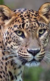 001 banham zoo banham norfolk