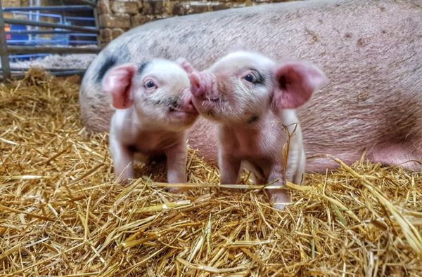 001 church farm stow bardolph