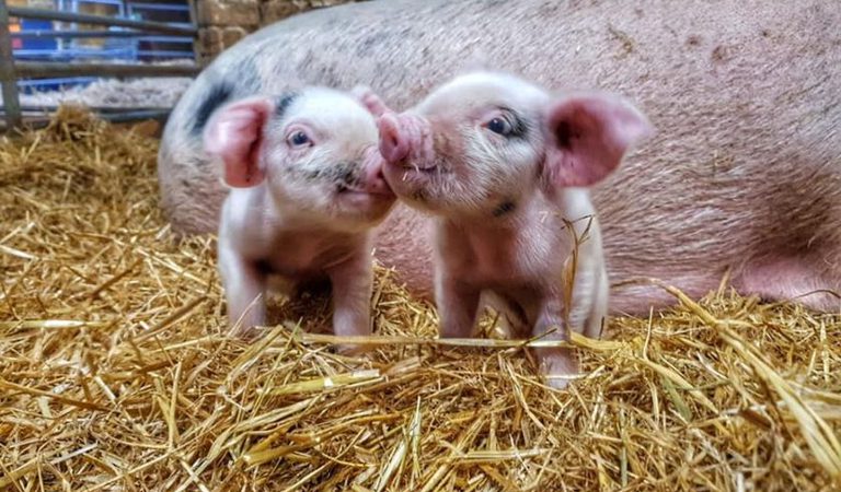 001 church farm stow bardolph