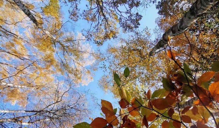 001 holt country park