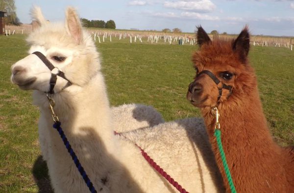 001 new woods trekkers