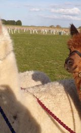 001 new woods trekkers