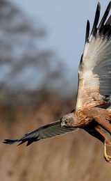 001 norfolk birding themelthorpe norfolk