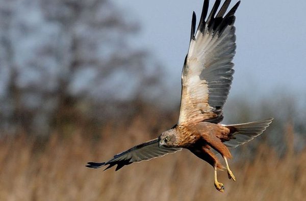 001 norfolk birding themelthorpe norfolk