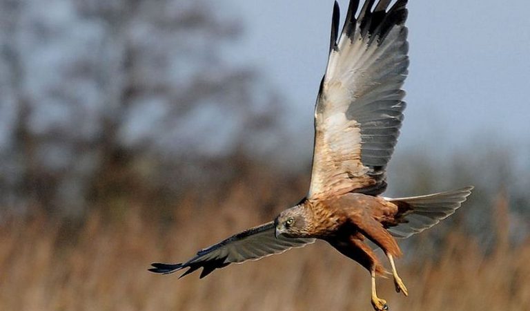 001 norfolk birding themelthorpe norfolk