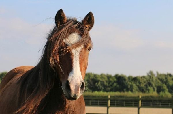 001 redwings aylsham