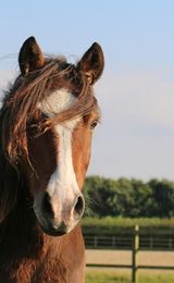 001 redwings aylsham