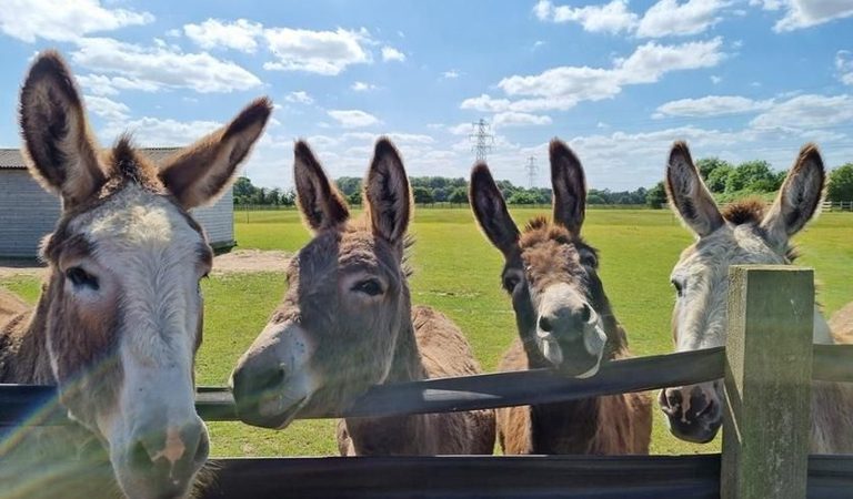 001 redwings caldecott