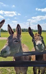 001 redwings caldecott