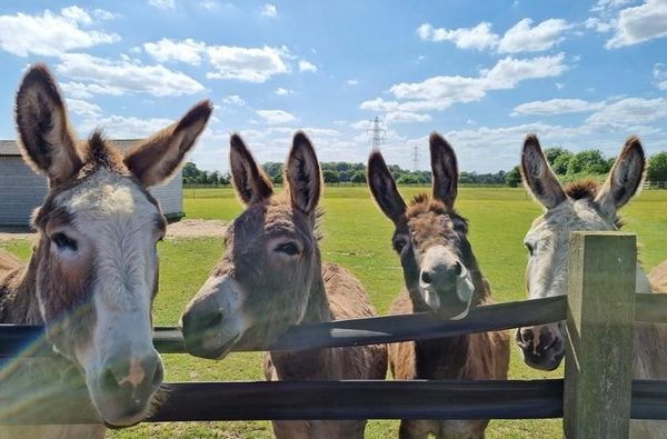 001 redwings caldecott