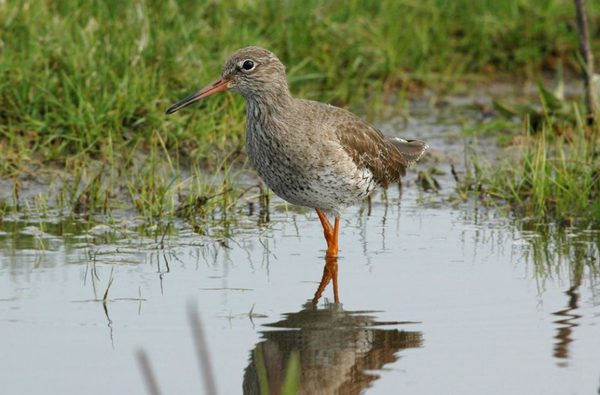 001 rspb titchwell marsh