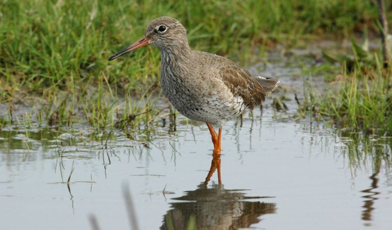 001 rspb titchwell marsh