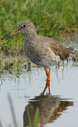 001 rspb titchwell marsh