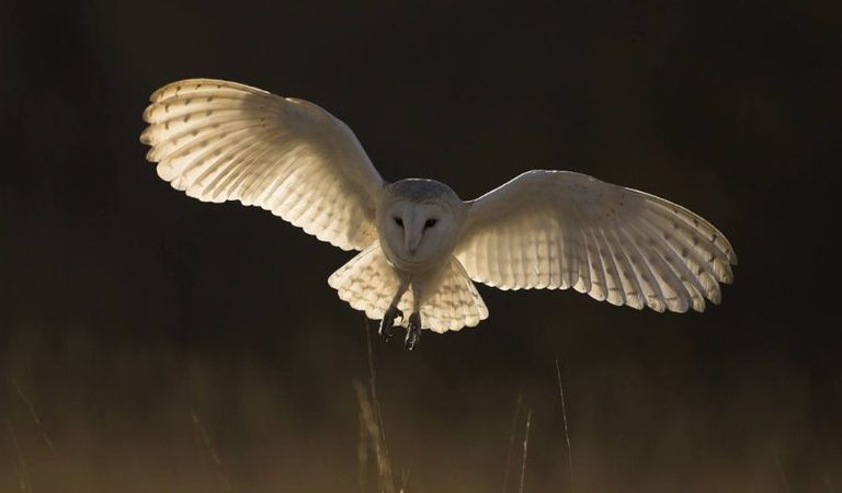 001 sculthorpe moor fakenham