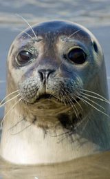 001 searles sea tours hunstanton