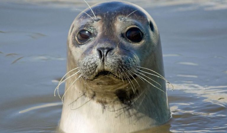 001 searles sea tours hunstanton