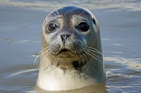 001 searles sea tours hunstanton