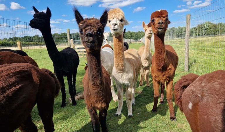 001 stubbs farm alpacas