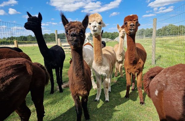 001 stubbs farm alpacas