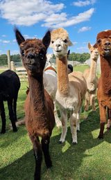 001 stubbs farm alpacas