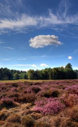 001 Thetford Forest Park