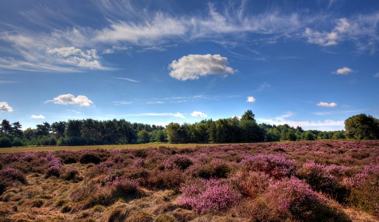 001 Thetford Forest Park