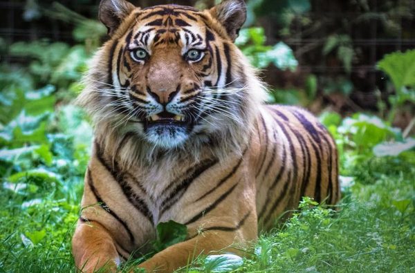 001 thrigby hall thrigby norfolk