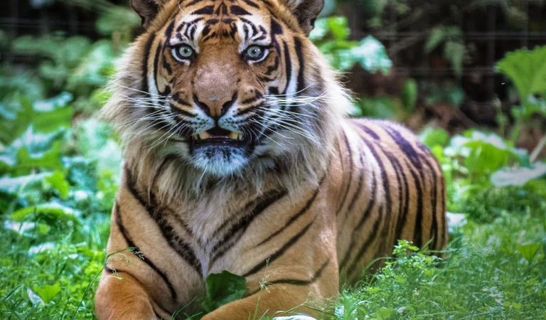 001 thrigby hall thrigby norfolk