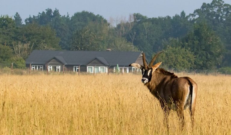 001 watatunga safari stays