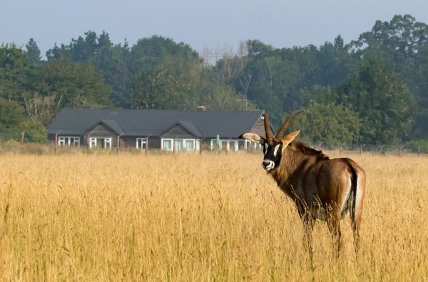 001 watatunga safari stays