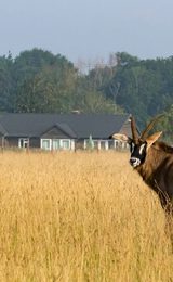 001 watatunga safari stays