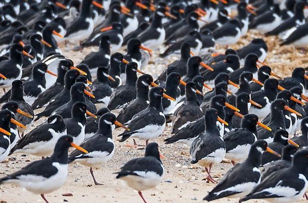 003 searles sea tours hunstanton