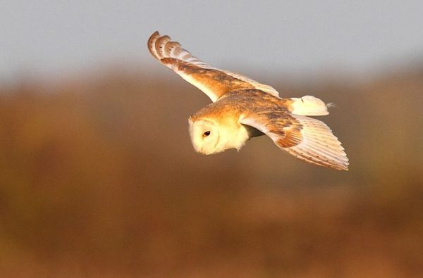 004 whitehall farm burnham thorpe