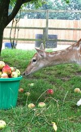 006 hillside animal sanctuary