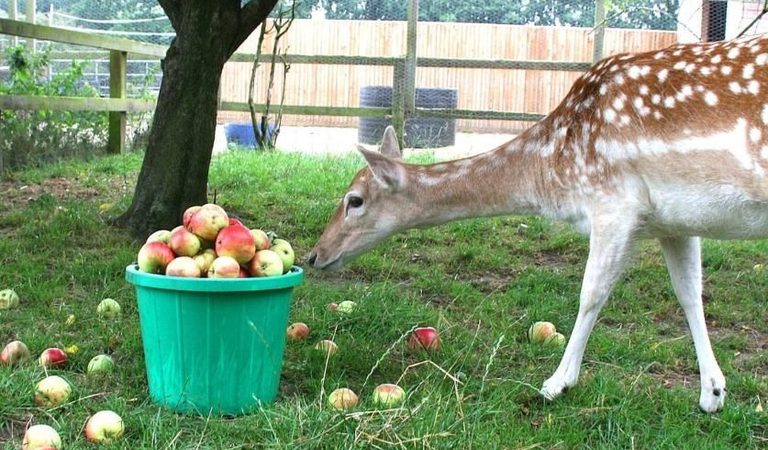 006 hillside animal sanctuary