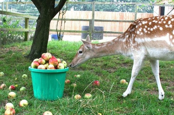 006 hillside animal sanctuary