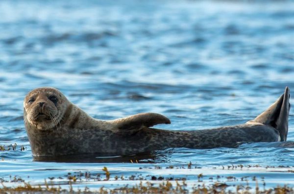 006 searles sea tours hunstanton