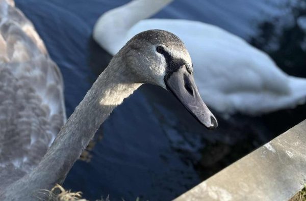 008 the granaries smallburgh norfolk