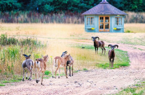 010 watatunga safari stays