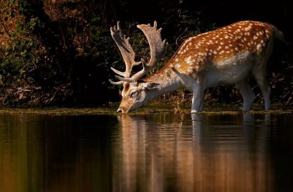 014 holkham hall and estate