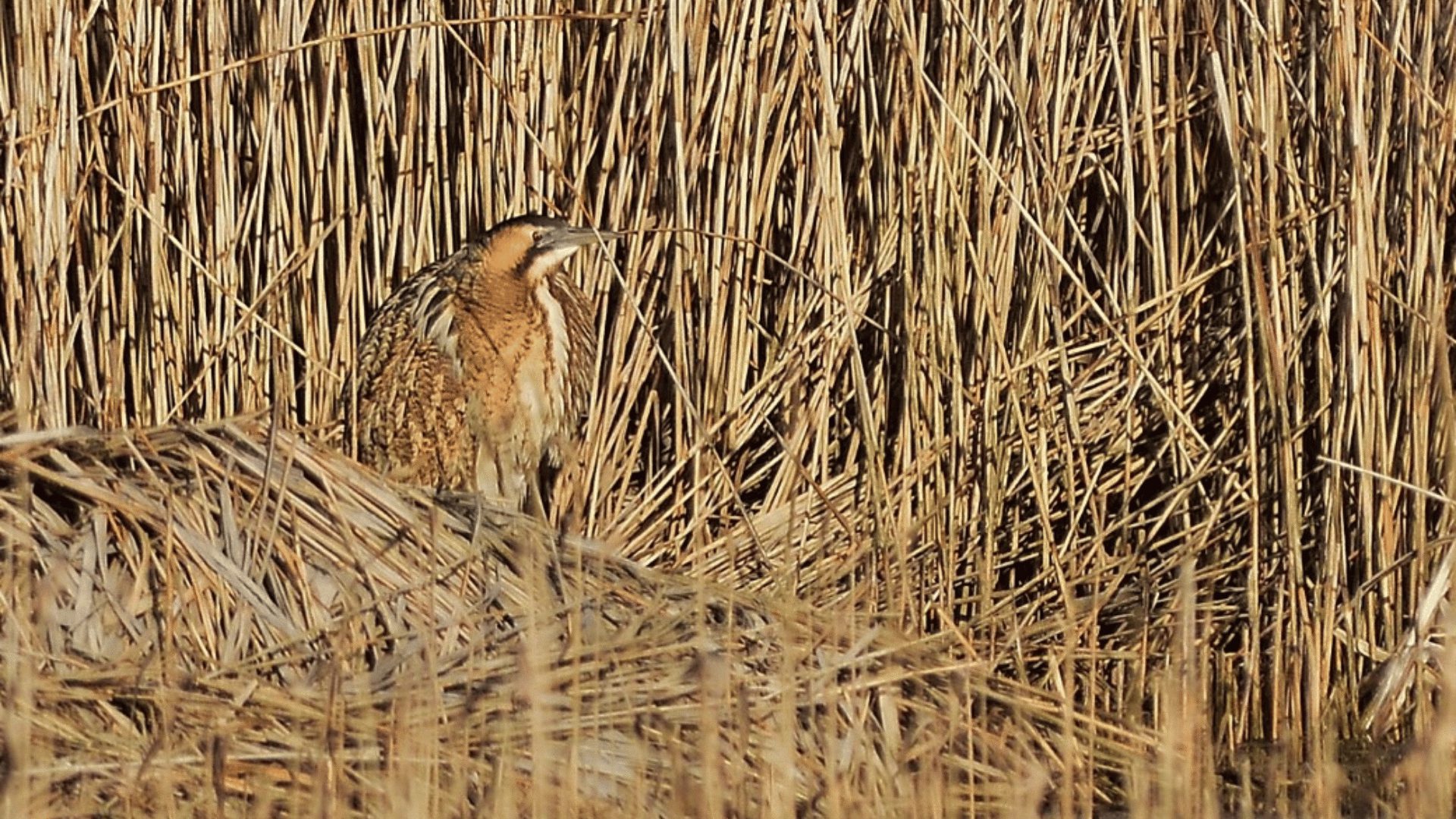 1920 1080 Bittern in reeds credit Elizabeth Dack Medium