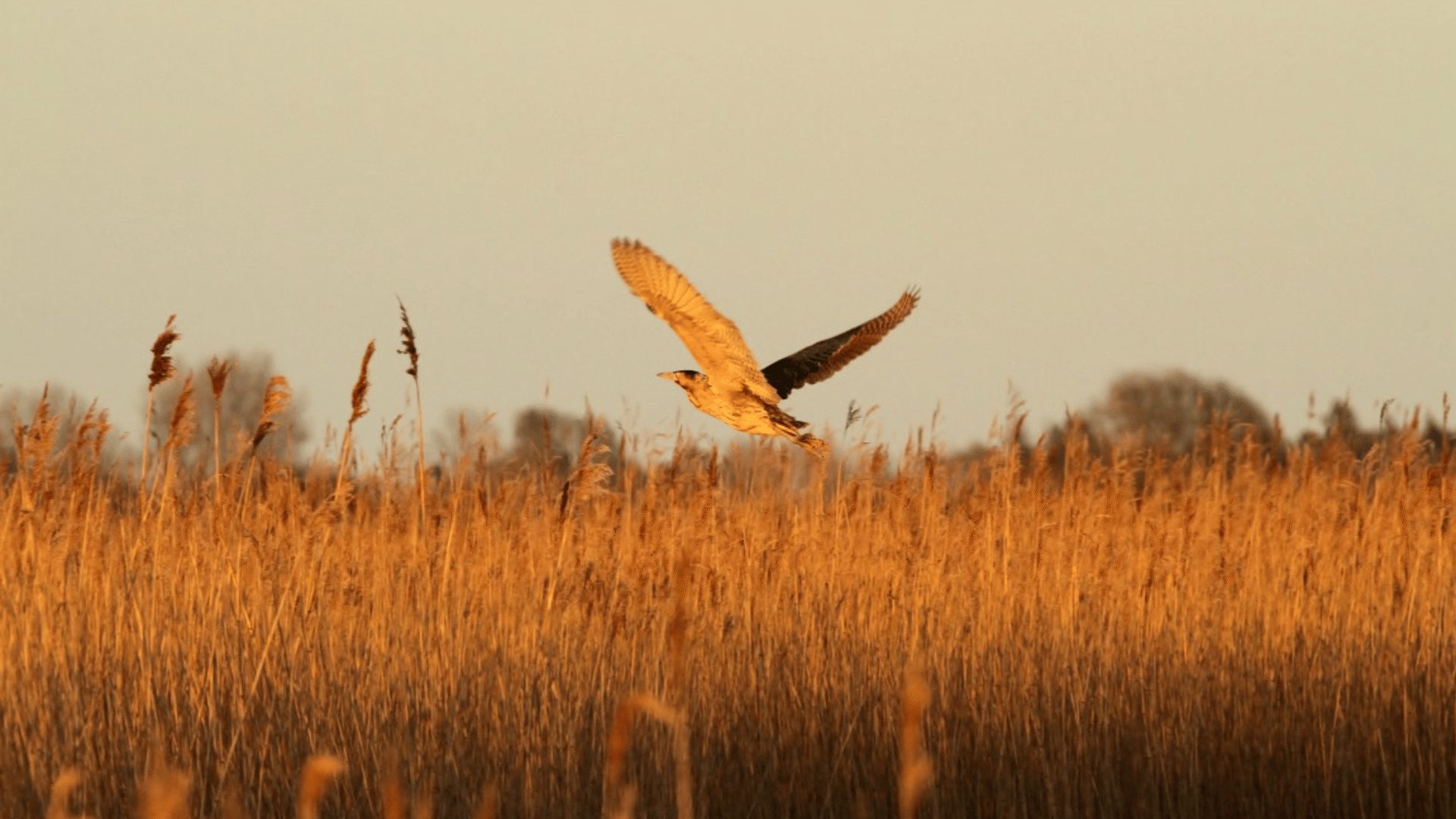 1920 1080 Bittern NWT Hickling Broad credit Jo Reeve