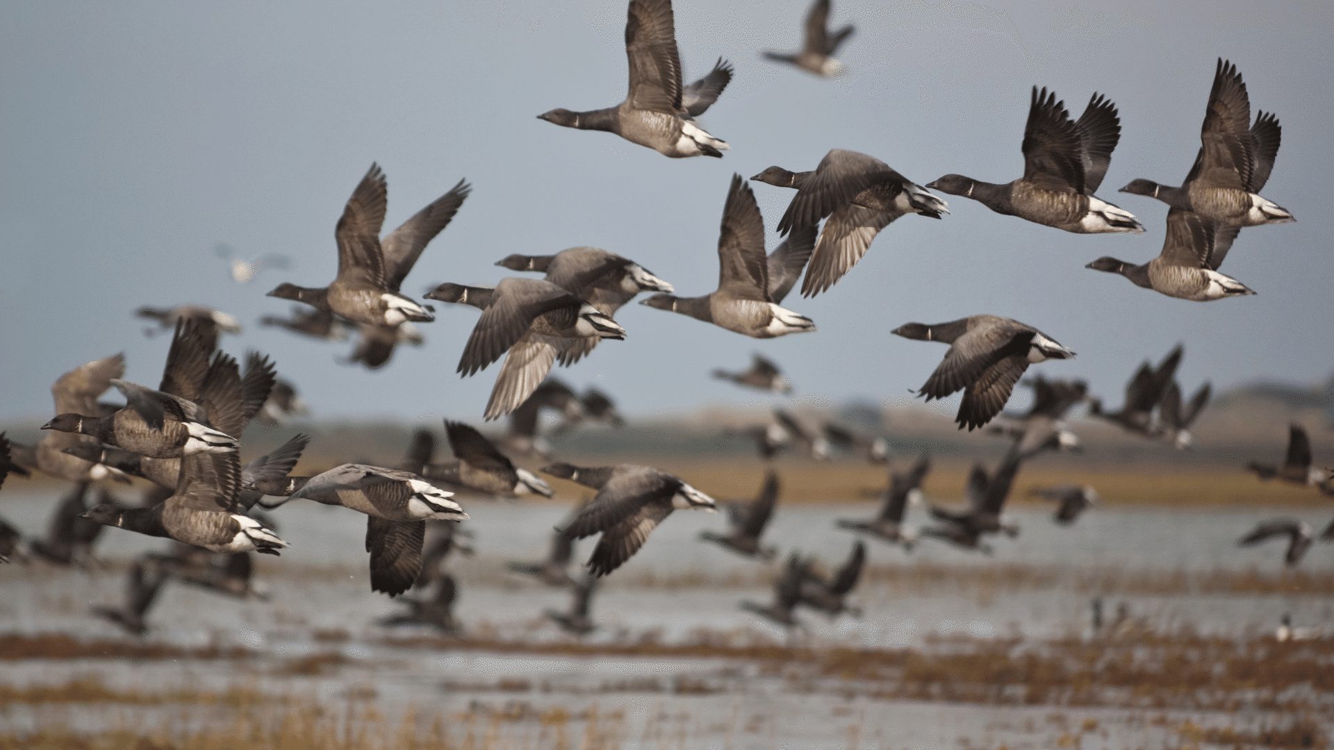 1920 1080 Blakeney Brent Geese