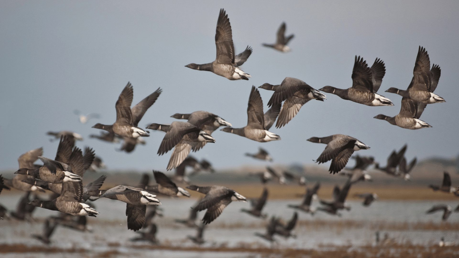 1920 1080 Blakeney Brent Geese