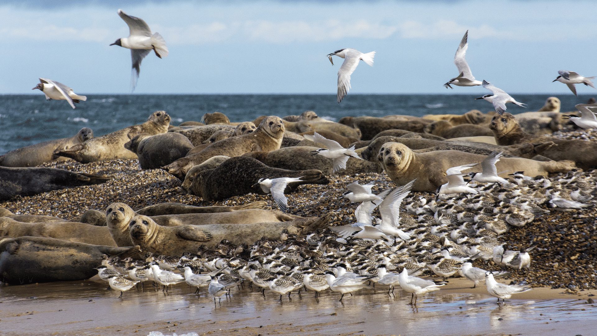 1920 1080 Blakeney Point Nature Reserve 16 Common seals and sandwich terns