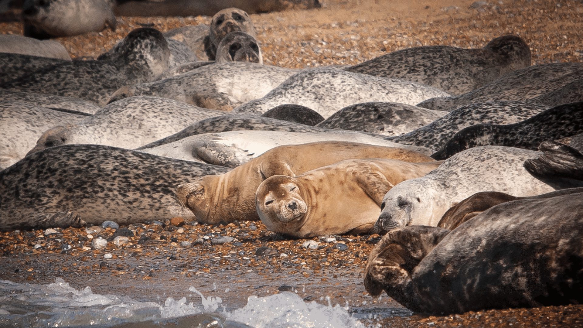 1920 1080 Blakeney Point seal cluster