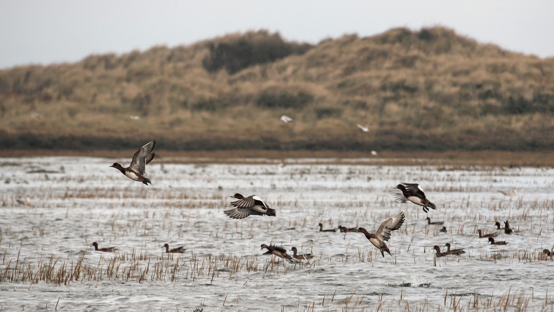 1920 1080 Blakeney Point wigeon