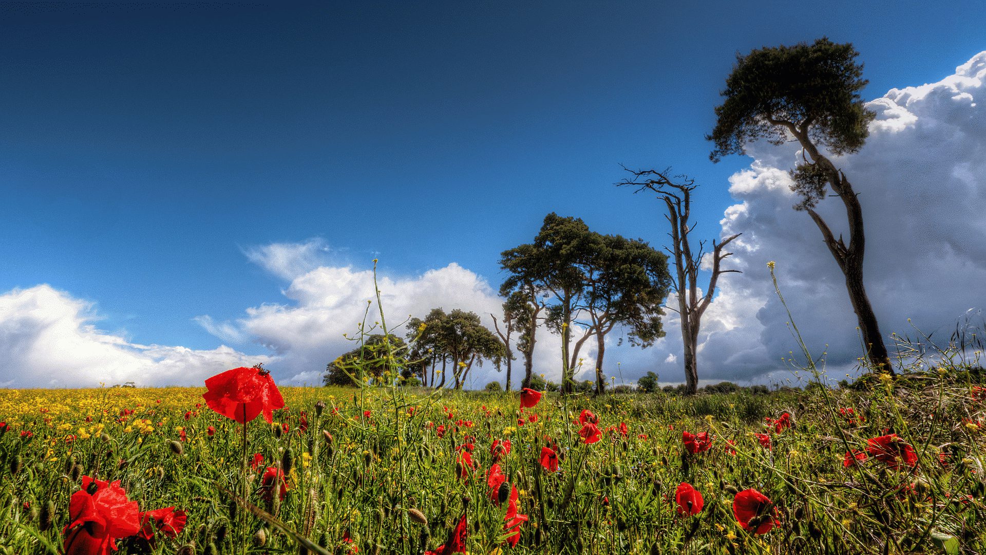 1920 1080 Brecks deal row pine line