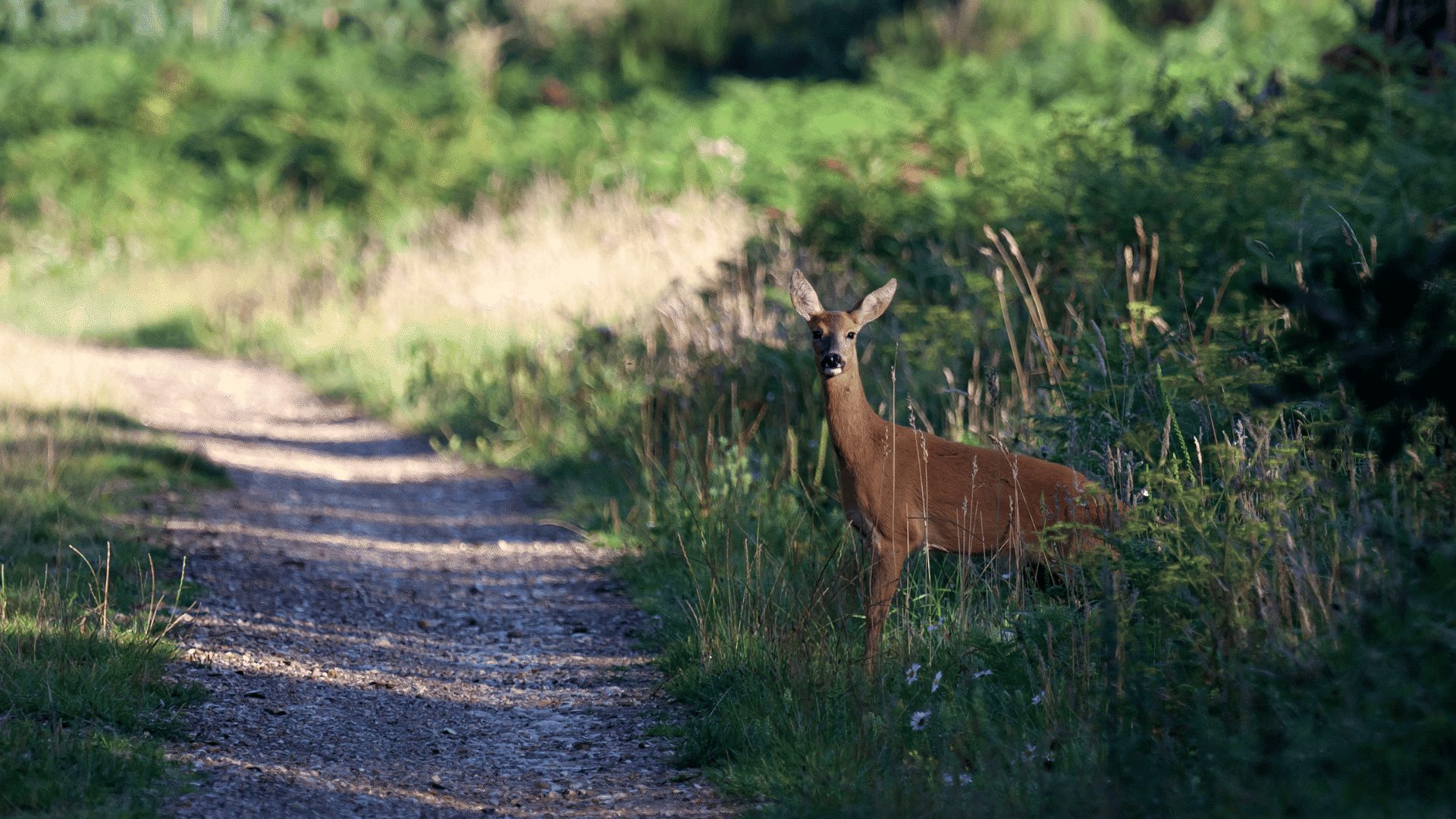 1920 1080 Brecks doe deer